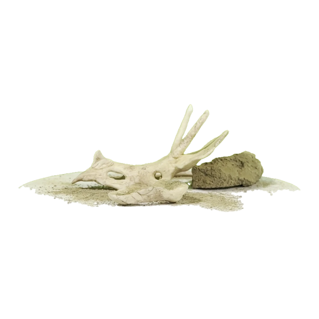 Dinosaur fossil model